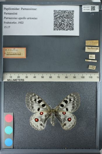 Media type: image;   Entomology 175290